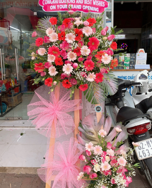 Hoa đồng tiền khai trương 